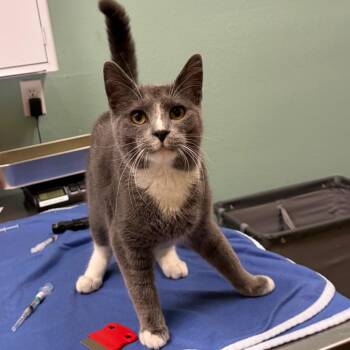 Domestic Short Hair Cats Available for Adoption in Keizer, Oregon - Stray 04/24 A64673 | PetCurious