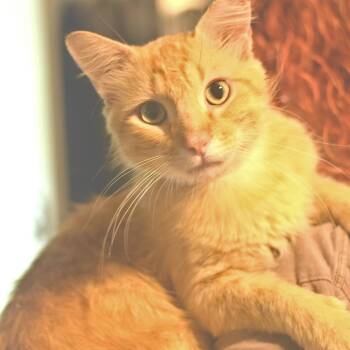 Nachos BellGrande -  Domestic Short Hair Cat for Adoption in Belleville, Illinois - Nachos BellGrande | PetCurious