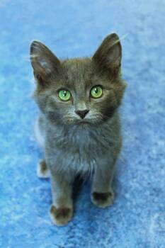 Romeo -  Russian Blue and Domestic Medium Hair Cat for Adoption in Urbana, Ohio - Romeo | PetCurious