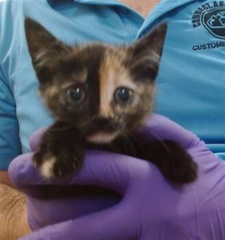 Domestic Short Hair Cats Available for Adoption in Doral, Florida - QUEEN | PetCurious