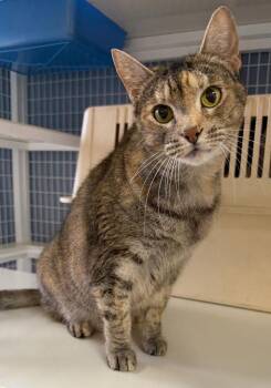 Phoebe -  Domestic Short Hair Cat for Adoption in St. Helens, Oregon - Phoebe | PetCurious