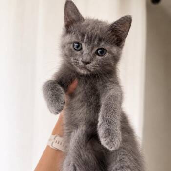 TERIYAKI -  Russian Blue and Domestic Short Hair Cat for Adoption in Columbus, Ohio - TERIYAKI | PetCurious