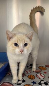 Rescue Siamese and Domestic Short Hair Cats for Adoption in Wilkesboro, North Carolina - Milo | PetCurious