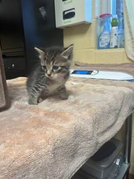 DAFFY -  Domestic Short Hair Cat for Adoption in Cookeville, Tennessee - DAFFY | PetCurious