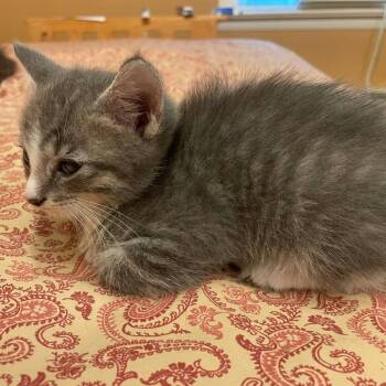 Mabs -  Domestic Short Hair Cat for Adoption in Harrisonburg, Virginia - Mabs | PetCurious