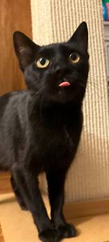TRIXIE -  Domestic Short Hair Cat Available for Adoption in Holbrook, New York - TRIXIE | PetCurious