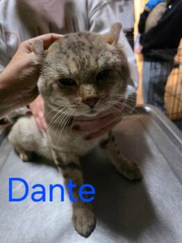 Rescue Highland Fold Cats for Adoption in Zimmerman, Minnesota - Dante | PetCurious