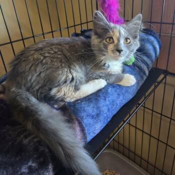 Matilda -  Domestic Medium Hair Cat for Adoption in Lancaster, Kentucky - Matilda | PetCurious