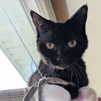 Domestic Short Hair Cats Available for Adoption in Quincy, Ohio - Spirit | PetCurious