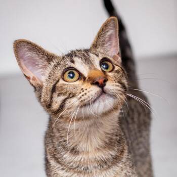 Tabby -  Domestic Short Hair Cat for Adoption in Hattiesburg, Mississippi - Tabby | PetCurious