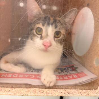 Sebastien -  Domestic Short Hair Cat for Adoption in Philadelphia, Pennsylvania - Sebastien | PetCurious