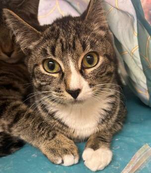 Tanvi -  Domestic Short Hair Cat for Adoption in Gladstone, Oregon - Tanvi | PetCurious