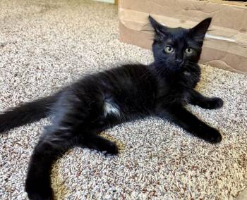 Raisin -  Domestic Medium Hair Cat for Adoption in Lemoyne, Pennsylvania - Raisin | PetCurious