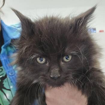 Domestic Long Hair Cats Available for Adoption - Bits | PetCurious