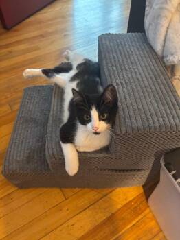 Pretzel -  Domestic Short Hair Cat for Adoption in Gorham, Maine - Pretzel | PetCurious