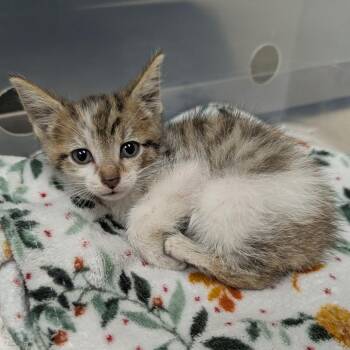 Dewey -  Domestic Short Hair Cat for Adoption in Evansville, Indiana - Dewey | PetCurious
