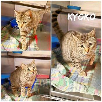 Domestic Short Hair Cats Available for Adoption in Saint James, Missouri - Kyoko | PetCurious