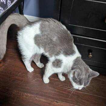 Lucy (formerly Bronx) -  Domestic Short Hair Cat for Adoption in Woodstock, Virginia - Lucy (formerly Bronx) | PetCurious