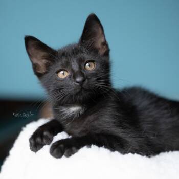 Jasper -  Domestic Short Hair Cat for Adoption in Brownsboro, Alabama - Jasper | PetCurious