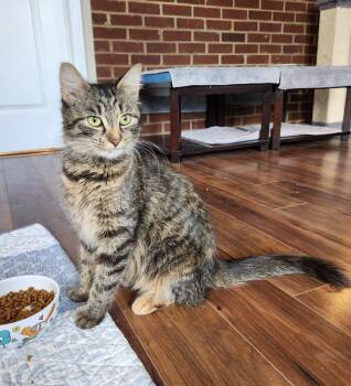 Marsala -  Domestic Medium Hair Cat for Adoption in Raleigh, North Carolina - Marsala | PetCurious