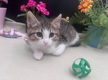 Domestic Short Hair and Tabby Cats Available for Adoption in Fayetteville, Georgia - Fennel | PetCurious