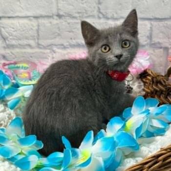 Jessie -  Domestic Short Hair Cat for Adoption in Harrisonburg, Virginia - Jessie | PetCurious