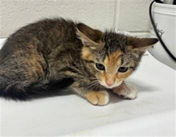 MADDIE -  Domestic Short Hair Cat for Adoption - MADDIE | PetCurious