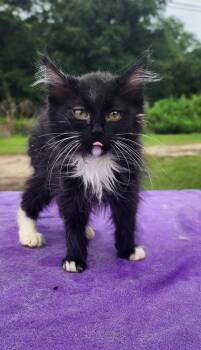 Birdie -  Domestic Long Hair Cat for Adoption in Troy, Alabama - Birdie | PetCurious