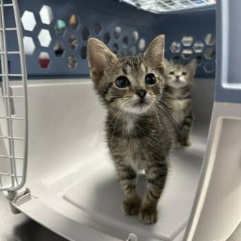Ballota -  Domestic Short Hair Cat for Adoption in Indianapolis, Indiana - Ballota | PetCurious