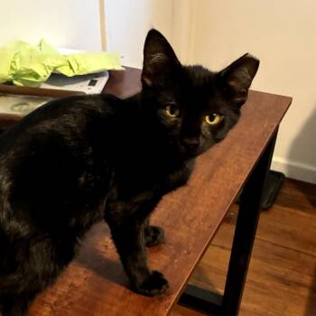 Felix -  American Shorthair Cat for Adoption in Calimesa, California - Felix | PetCurious