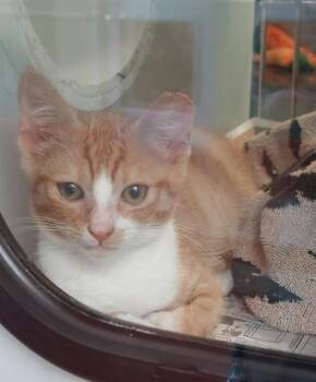 ORVILLE REDENBACHERS -  Domestic Short Hair Cat for Adoption in San Jose, California - ORVILLE REDENBACHERS | PetCurious
