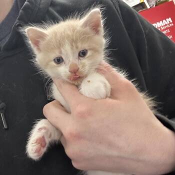 Domestic Long Hair Cats Available for Adoption in Indianapolis, Indiana - Vin-spsp-ent Van Gogh | PetCurious
