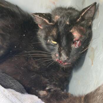 Midnight -  Domestic Medium Hair Cat for Adoption in San Saba, Texas - Midnight | PetCurious