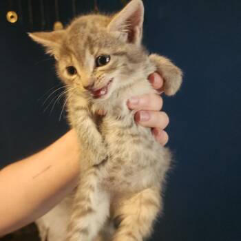 String -  Domestic Short Hair Cat for Adoption in Gloucester, Virginia - String | PetCurious