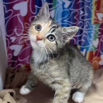 Cinnamon -  Domestic Short Hair Cat for Adoption - Cinnamon | PetCurious