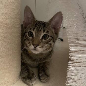 Dallas -  Domestic Short Hair Cat for Adoption in Roswell, Georgia - Dallas | PetCurious