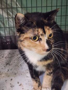 Rescue Domestic Short Hair Cats for Adoption in Crossville, Tennessee - Diamond | PetCurious