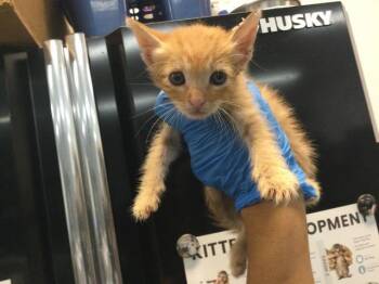 A1937976 -  Domestic Short Hair Cat for Adoption in Thousand Palms, California - A1937976 | PetCurious