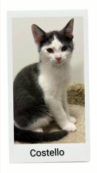 Costello -  Domestic Short Hair Cat for Adoption in Caistor Centre, Ontario - Costello | PetCurious