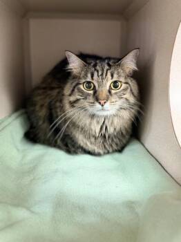 Domestic Long Hair and Domestic Short Hair Cats Available for Adoption in Bowling Green, Kentucky - Nala Bonded W/ Charlie | PetCurious