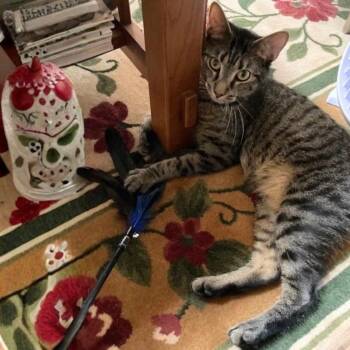 Barilla -  Domestic Short Hair Cat for Adoption - Barilla | PetCurious