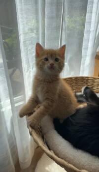 Macaroni Salad -  Domestic Medium Hair Cat for Adoption in Crystal Lake, Illinois - Macaroni Salad | PetCurious