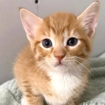 Shortbread -  Domestic Short Hair Cat for Adoption in Cumming, Georgia - Shortbread | PetCurious