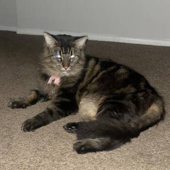 Lacey -  Domestic Medium Hair and Mixed Breed Cat for Adoption in Matteson, Illinois - Lacey | PetCurious