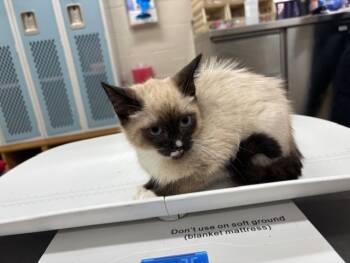 Rescue Domestic Medium Hair and Domestic Short Hair Cats for Adoption in Grand Prairie, Texas - MICKEY | PetCurious
