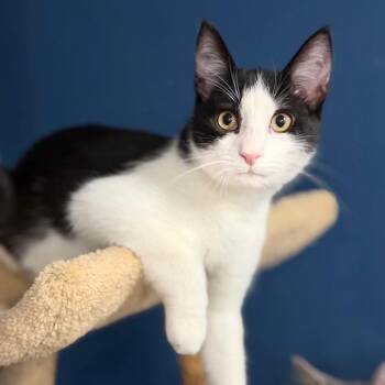 Benjamin aka Benny Boy -  Tuxedo and Domestic Short Hair Cat for Adoption in Harrisburg, Pennsylvania - Benjamin Aka Benny Boy | PetCurious