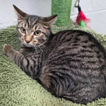 Birdie -  Domestic Short Hair Cat for Adoption in Nashville, Tennessee - Birdie | PetCurious