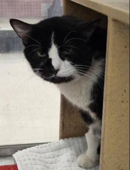 Domestic Short Hair Cats Available for Adoption in Millville, Utah - Toby | PetCurious