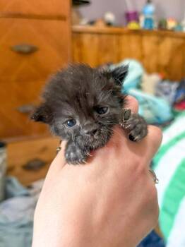 Domestic Short Hair Cats Available for Adoption in Sanford, North Carolina - Puddle | PetCurious