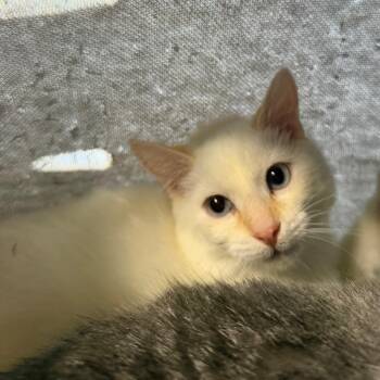 Avalon -  Domestic Short Hair Cat for Adoption in Spanish Fork, Utah - Avalon | PetCurious